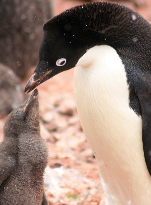 ad&eacute;liepinguin voert jong